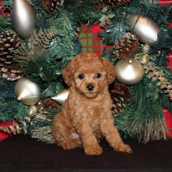 Quahara, Miniature Poodle Puppy